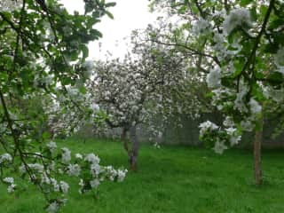 Orchard