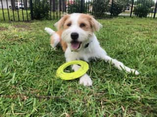 Ready to play. I am a fox terrier mix and full of energy. I am the leader of the pack. Not as big fan of strange dogs. I am also vocal when I want or need something. I will also howl at sirens that pass by.  Playing frisbee is my thing!