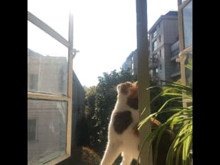 Flirts with the outdoors, but feels safer inside