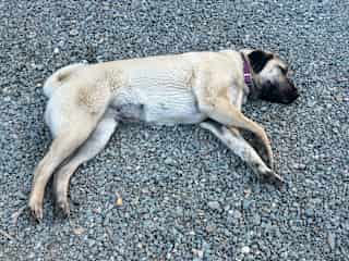 This is how Sierra looks during most of the day. At night is when she guards the homestead and does her work.