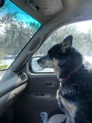 Treat run!  Super awesome companion.