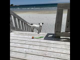 LuLu loves the beach!