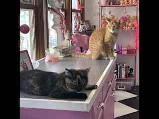 Dolly & Dash hanging in kitchen.