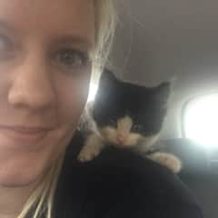 Nelson the kitten loves to sit on my shoulder!