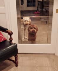 Benji and Kalani trapped in the family room