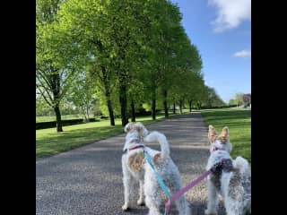 Walkies is what I enjoy the most
