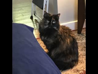 Lily is very sweet but scared of literally everything. When there is company, she hides in the pantry and it is not unusual to never see her when you’re sitting.