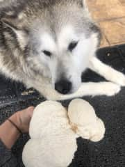 Foraging for Lions Mane with Bounty, the Alaskan Malamute.