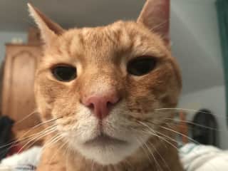 Oscar a lovely affectionate boy