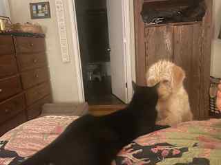 Bart and Hazel love to wrestle.