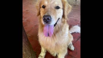 Charlie has a mild arrhythmia and is a bit anemic, so no long runs for her. She's also the energetic one! She gets so excited every time you put the leash on that she can be a handful at the start of a walk, but then she relaxes. She loves swimming!