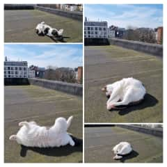 He delights in rolling around on different surfaces