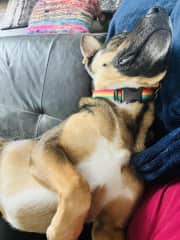How he'll snuggle you on the couch