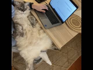 Vasy is a great companion for remote work. He is drawn to the laptop for whatever reason, even has got his own as you have seen!