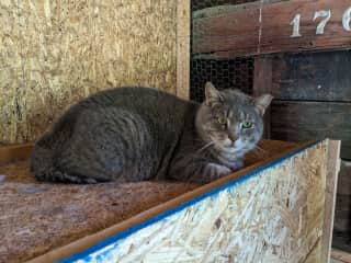 Nigel, one of two barn cats