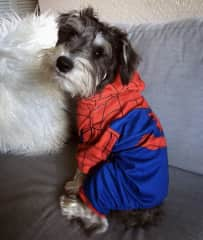 Spider dog