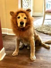 Our Lion Dog Otis ❤️