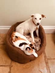 Daizy was somewhat surprised the first time Lily got into her bed.