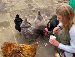 The chickens are a really gorgeous bunch. They are ridiculously tame and would think nothing of wondering in to the kitchen and taking the food off your plates. They should be let out in the garden whenever you are outside as they love a run around.