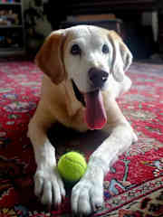 She will greet you with a tennis ball and play catch all day! Photo by recent sitter, Kristine.