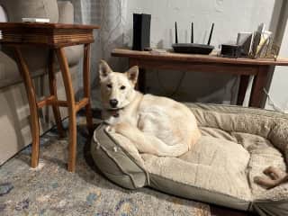 Cuddles up next to his humans is one of his favorite places to be.