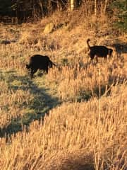 Beau and Garbo at farm