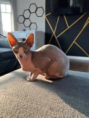 Lennox the 4.5 year-old Sphynx, taken by his previous owners.