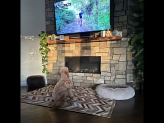 Jasper watching TV in the family room