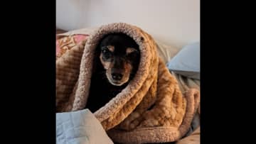 Cia loves to be under blankets