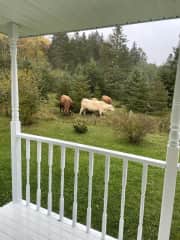 Our neighbours Cows come for visits but the fence stops them from getting to close.