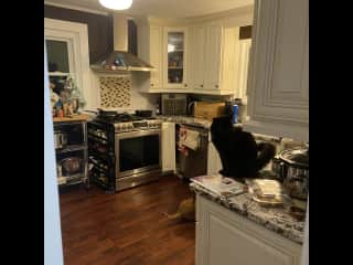 The kitchen (and Beeker).
