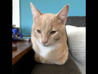 Just a cat loaf.
