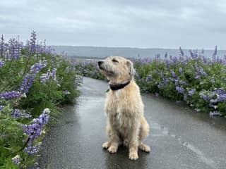 Cloud enjoying the lupine