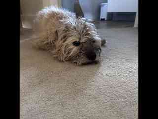 Monty
