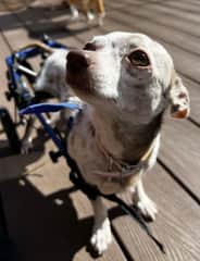 Lilly the little disabled beaut enjoying a little runabout in the garden