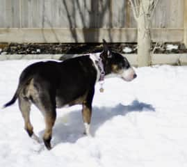 Sophie in our backyard