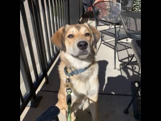 Great patio dog