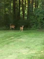 Some deer stopping by.