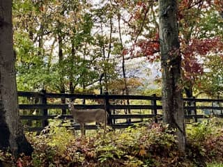 So many deer in our mountain woodlands and forests. One must be very watchful while driving. This doe was one of 4 deer slowly crossing the road 1/4 mile from our home.