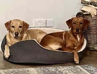 They do have two beds!