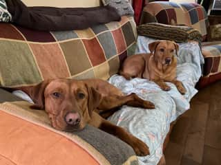 Ellie at the front of the sofa, with Mia, her grandmother at the rear (no longer allowed on furniture!)