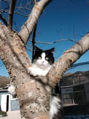 This is Sid, the ruler of our household