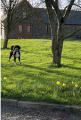 Playing ball out front in the yard.  I love to play ball but hate giving it back!!