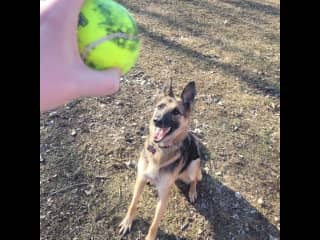 Jess loves to chase a ball outside. It might just be her favorite thing to do, after chasing the cats and wildlife.