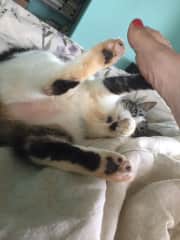 Our kitty in Hawaii-loves belly rubbed.