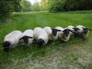 One sheep in a field in the village