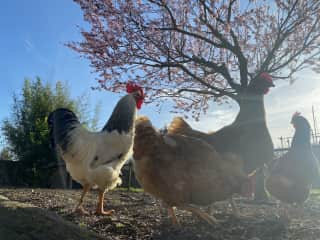 The "Fab Four":  Ringo the Rooster & Joana, Paula, Georgia.  Three fresh eggs everyday.