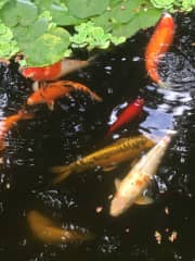 Fish-sitting!