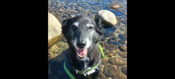 Pepper loves to cool off in the water on a hot day.