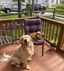 The pups love to sunbathe and watch the world go by on the deck.